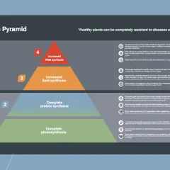Plant Health Pyramid illustrating four levels of plant health, from complete photosynthesis to increased PSM synthesis, offering pyramid solutions for robust plant immunity.